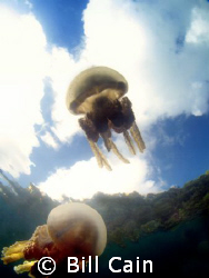 Taken in a marine lake in Palau. The shot was taken about... by Bill Cain 